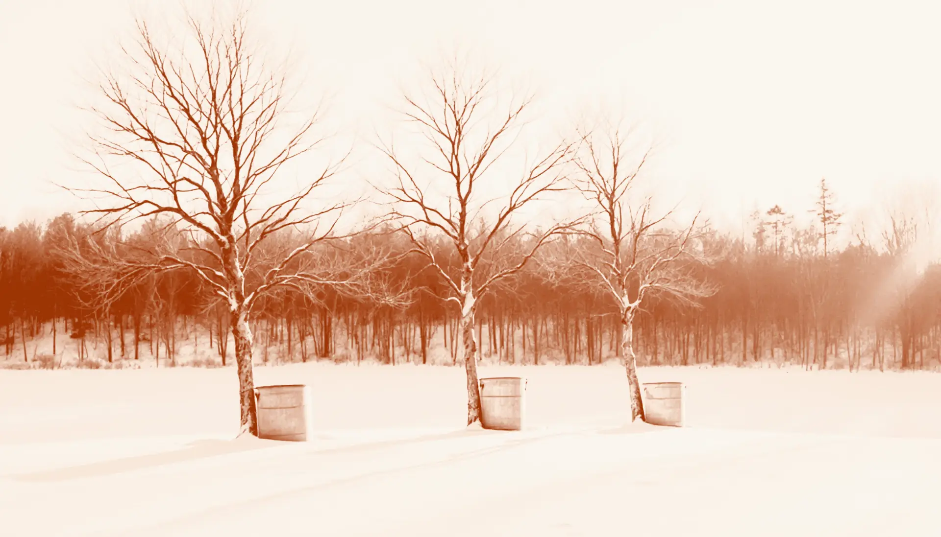 Bare sugar maples with sap buckets in morning snow, printed in two inks